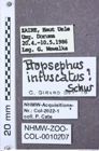 Etiketten zu Propsephus brevipennis (NHMW-ZOO-COL-0010207)